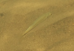 Richardsonius balteatus