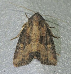 Mesapamea fractilinea