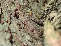 Pheidole pallidula