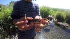 Pseudothelphusa dugesi