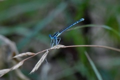 Platycnemis pennipes