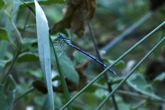 Platycnemis pennipes