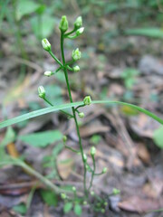 Bartonia paniculata