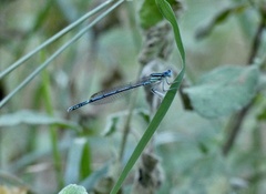 Platycnemis pennipes