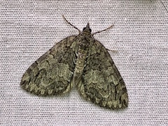 Hydriomena renunciata