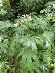 Napaea dioica