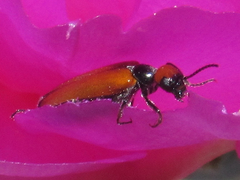 Eupompha schwarzi