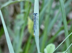 Platycnemis pennipes