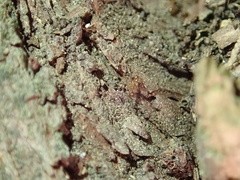 Pheidole pallidula
