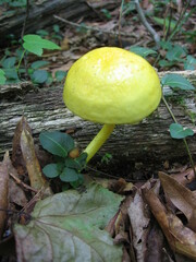 Pulveroboletus