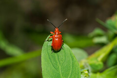 Lilioceris merdigera