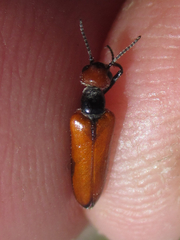 Eupompha schwarzi