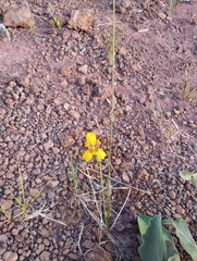 Trimezia juncifolia