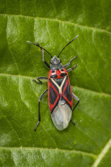 Anochrostomus formosus