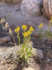 Petradoria pumila