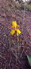 Trimezia juncifolia