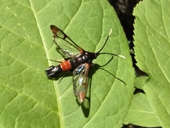 Synanthedon bolteri