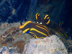 Tambja affinis