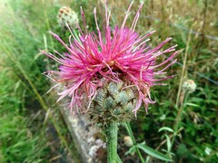 Centaurea scabiosa cephalariifolia