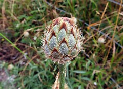 Centaurea scabiosa cephalariifolia