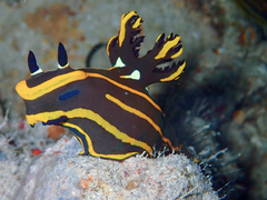 Tambja affinis