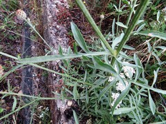 Centaurea scabiosa cephalariifolia