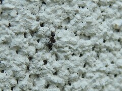 Crematogaster cerasi