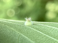 Phylloxera pilosula
