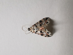 Conchylodes salamisalis