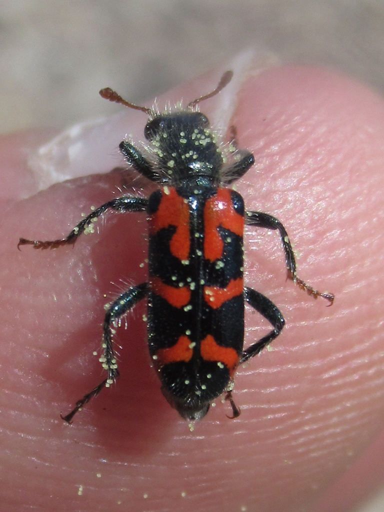 Ornate Checkered Beetle