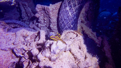 Tambja affinis