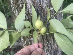 Phylloxera pilosula