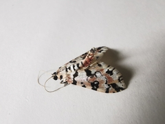 Conchylodes salamisalis