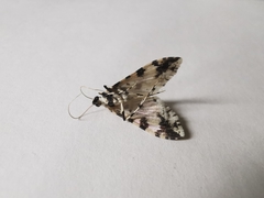 Conchylodes salamisalis