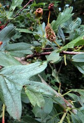 Gymnosporangium clavariiforme