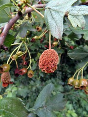 Gymnosporangium clavariiforme