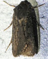 Euxoa velleripennis