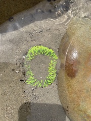 Anthopleura xanthogrammica