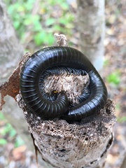 Paeromopodidae