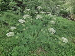 Ligusticum lucidum