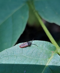 Omalisus fontisbellaquei