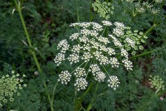 Ligusticum lucidum