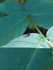 Omalisus fontisbellaquei