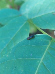 Omalisus fontisbellaquei