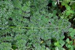 Ligusticum lucidum