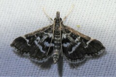 Diasemiodes janassialis