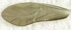 Caeciliusidae