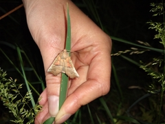 Scoliopteryx libatrix