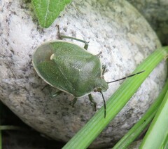 Chlorochroa granulosa