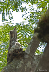 Nyctibius jamaicensis